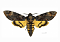 www.carder.site's Avatar